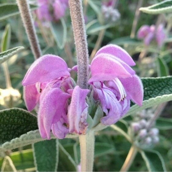 Phlomis purpurea Kvet