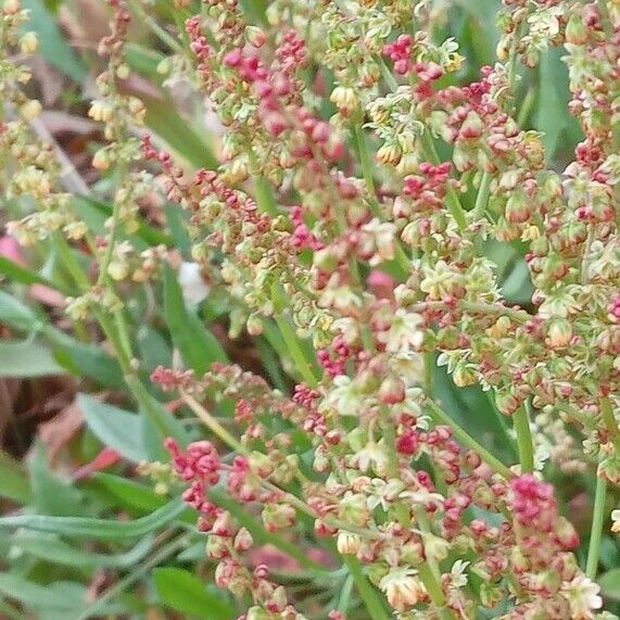 Rumex acetosella Kvet