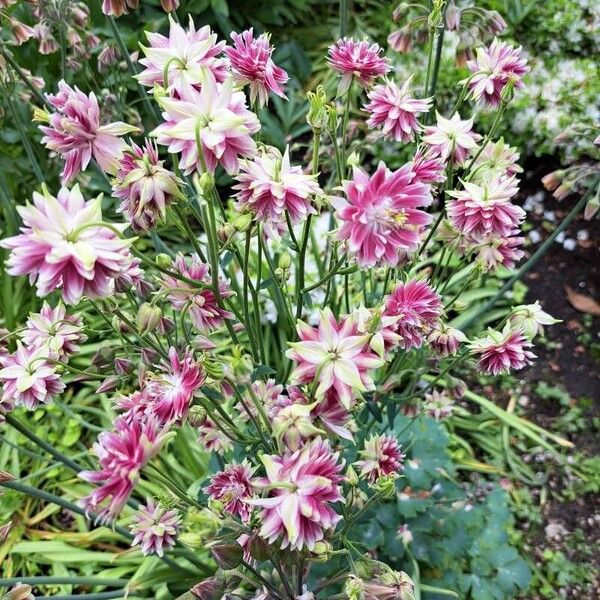 Aquilegia nigricans Flor