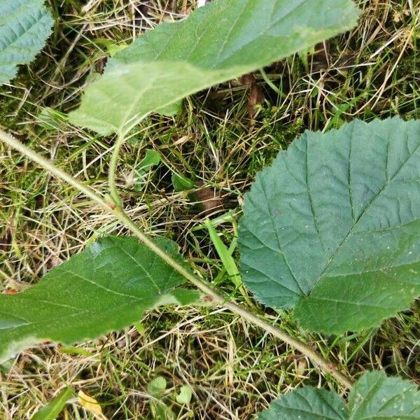 Corylus avellana List