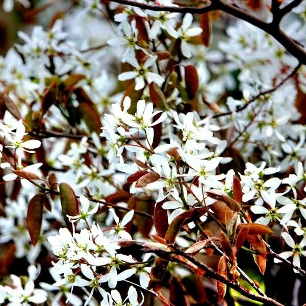 Amelanchier × lamarckii Flors
