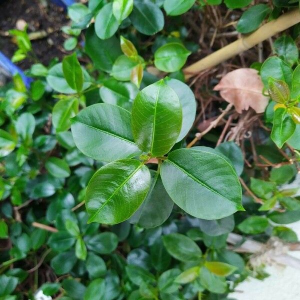 Mandevilla sanderi Leaf