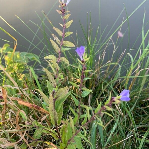 Scutellaria galericulata Lorea