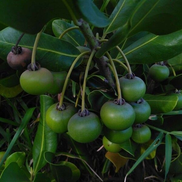 Mimusops coriacea Fruit