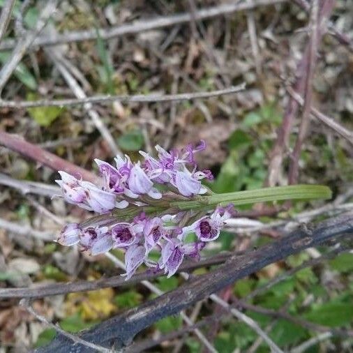 Orchis simia 花