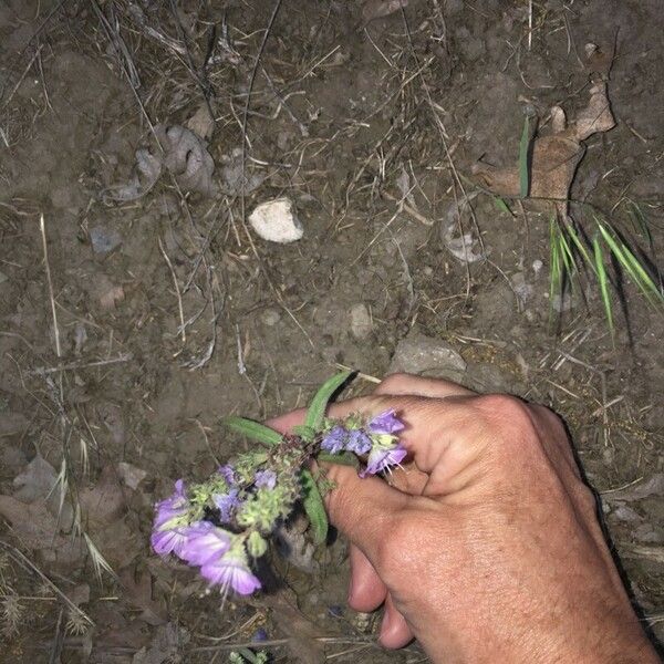 Phacelia linearis Ostatní