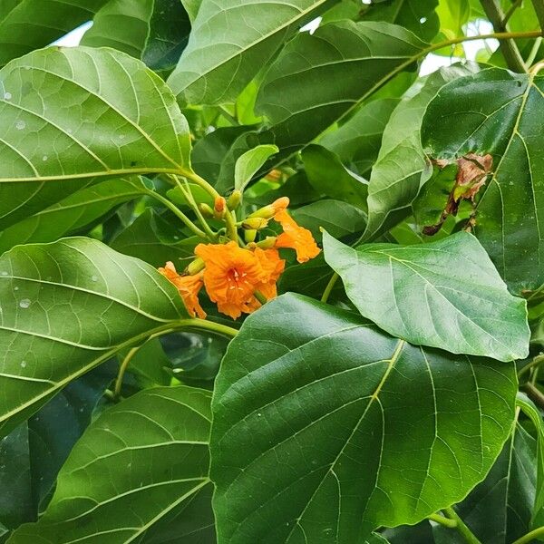 Cordia subcordata फूल