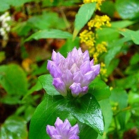 Gentianella quinquefolia Квітка