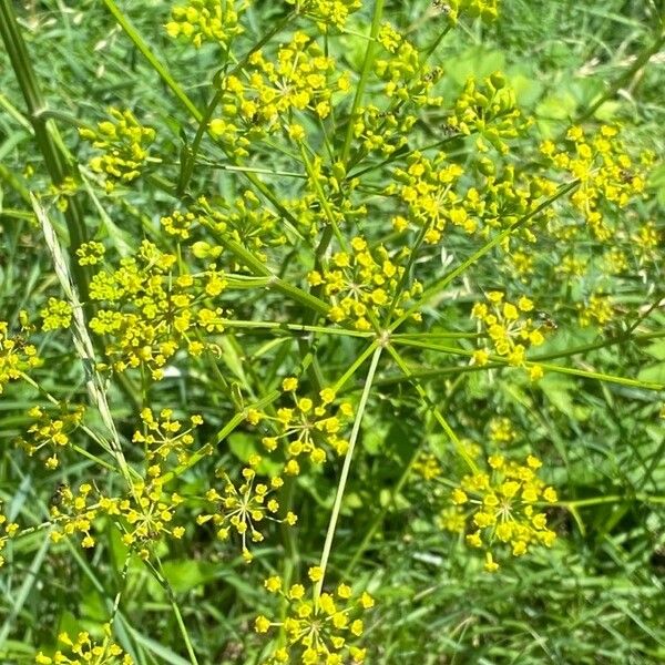 Pastinaca sativa Flower