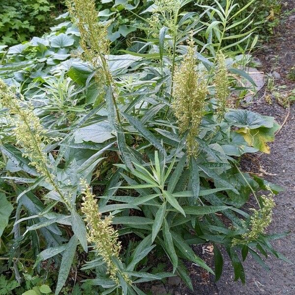 Artemisia suksdorfii Virág