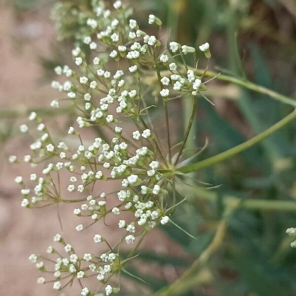 Falcaria vulgaris Blüte