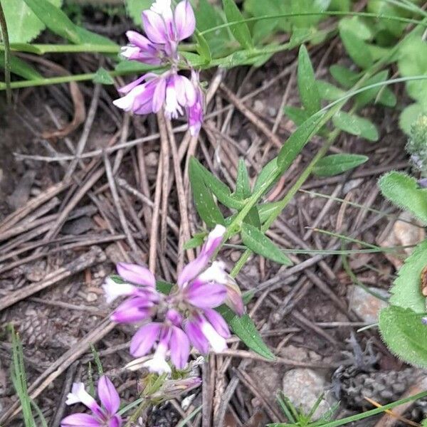 Polygala comosa Habit