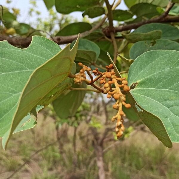 Piliostigma thonningii Leaf