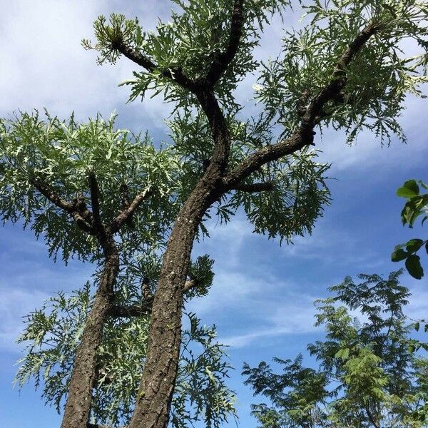 Cussonia paniculata Hábitos