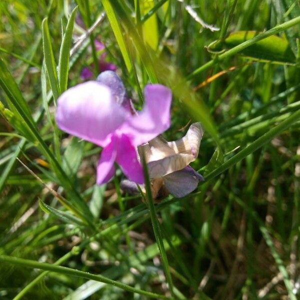 Lathyrus palustris Flor