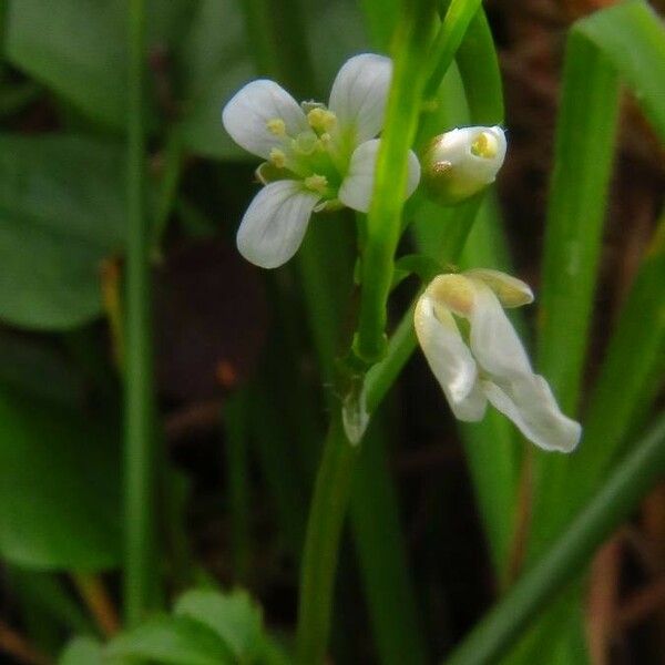 Cardamine flexuosa Blüte