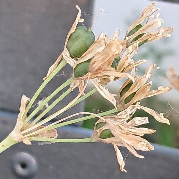 Nothoscordum gracile Fruit