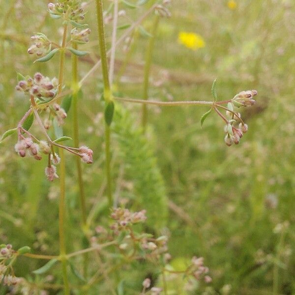 Galium parisiense Vili