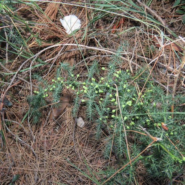 Asparagus acutifolius Агульны выгляд