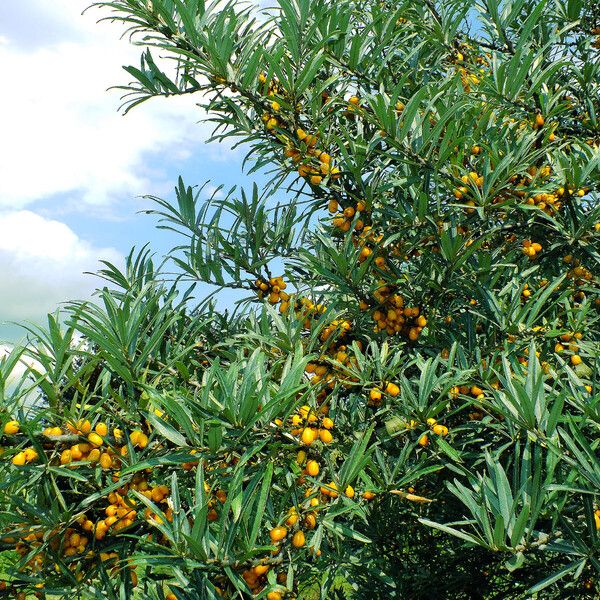 Hippophae rhamnoides Vrucht