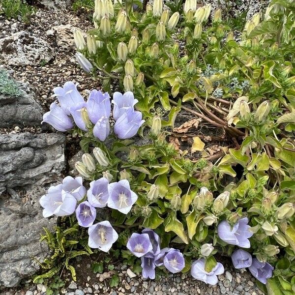 Campanula incurva Flor