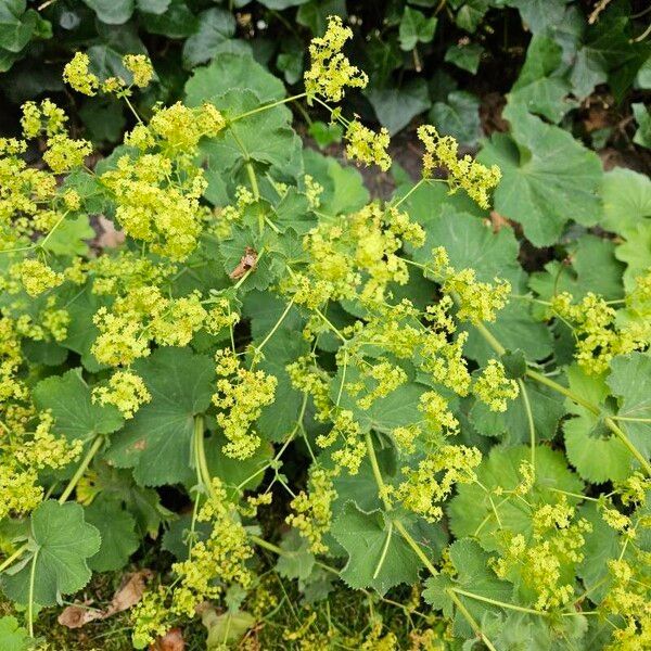 Alchemilla mollis ফুল