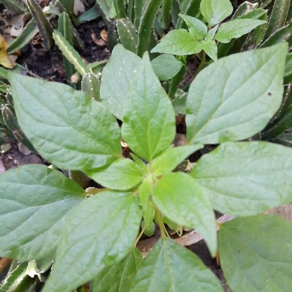 Parietaria officinalis List