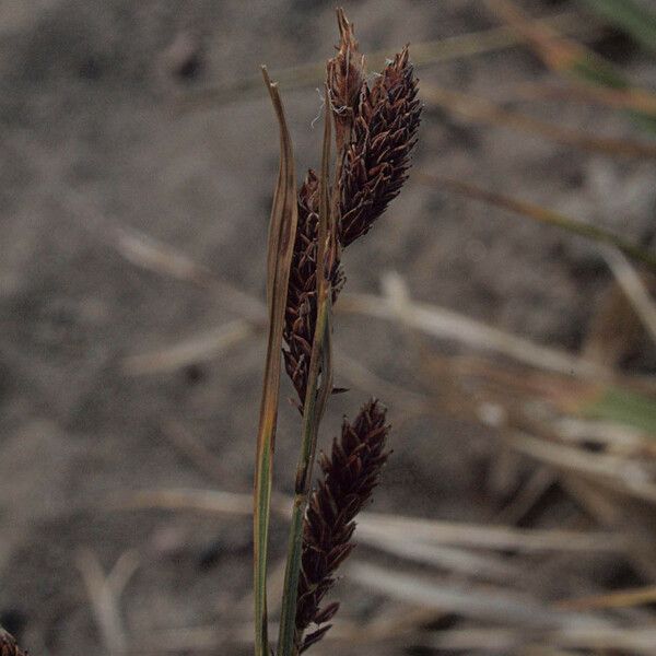 Carex lenticularis Плод