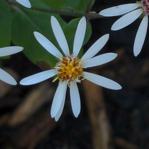 Eurybia schreberi Floare