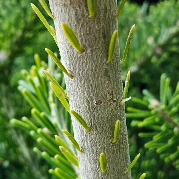 Abies nordmanniana Schors