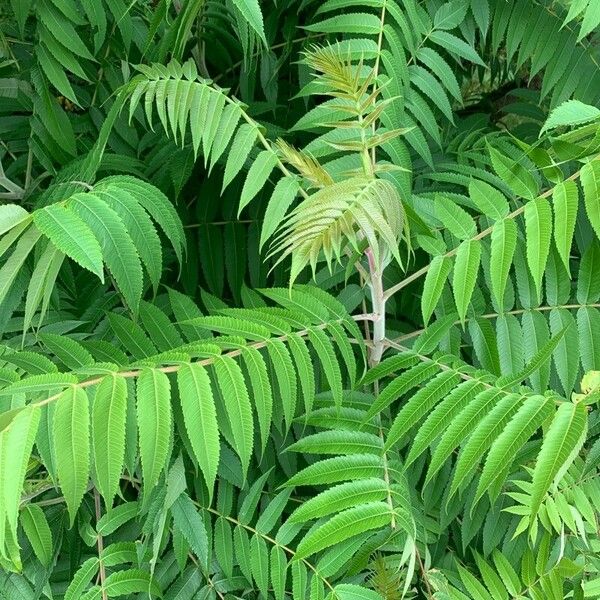 Rhus typhina Ліст