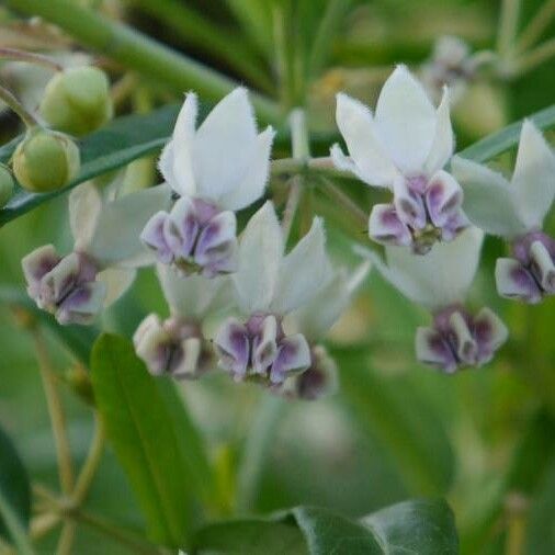 Gomphocarpus physocarpus Λουλούδι