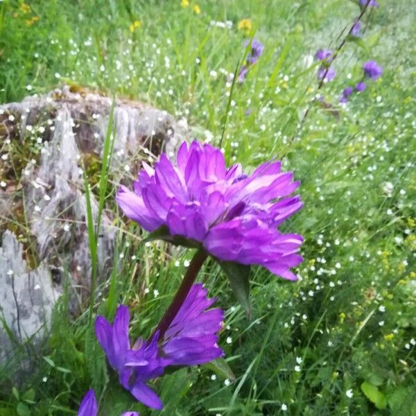 Campanula glomerata Blomma