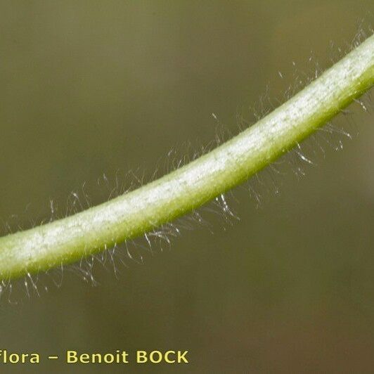 Alchemilla subcrenata Écorce