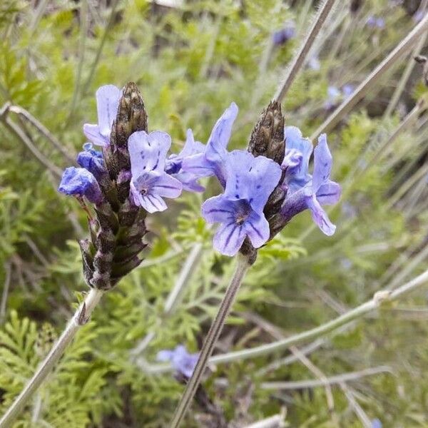 Lavandula multifida Virág