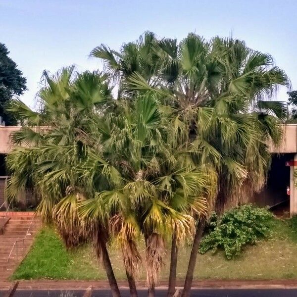 Washingtonia robusta Hoja