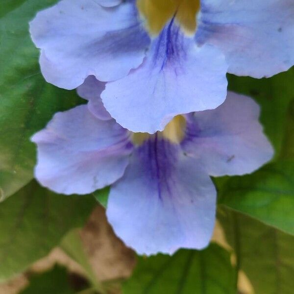 Thunbergia grandiflora Flors