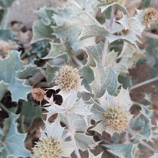 Eryngium maritimum Flower