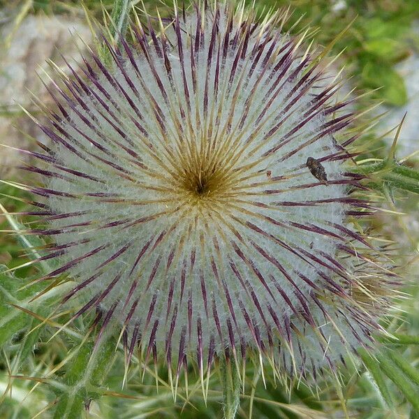 Cirsium eriophorum Květ