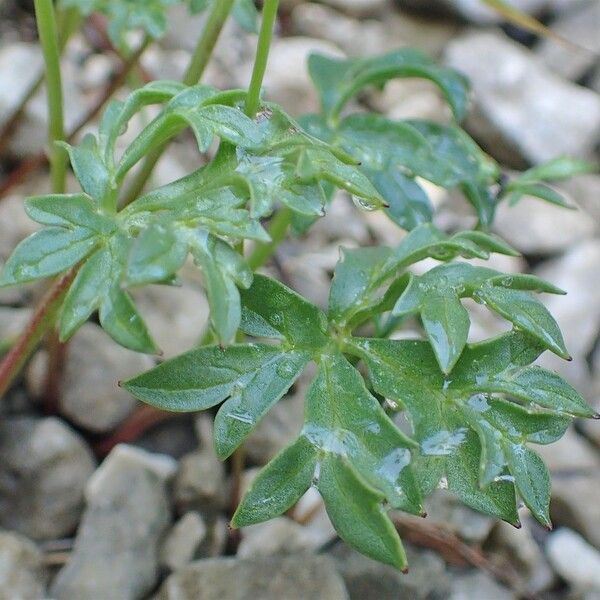 Ranunculus seguieri Habit