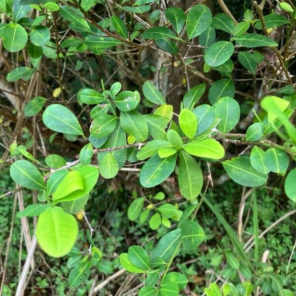 Erythroxylum havanense Blatt