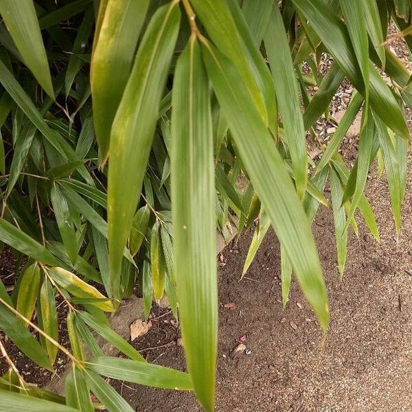 Pseudosasa japonica Leaf