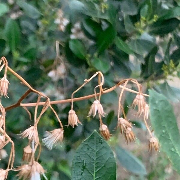 Rhamnus alaternus Fruto