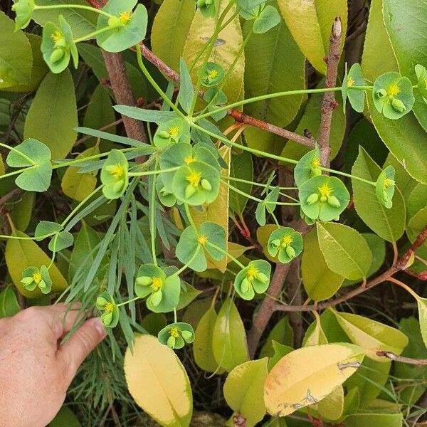Euphorbia segetalis Õis