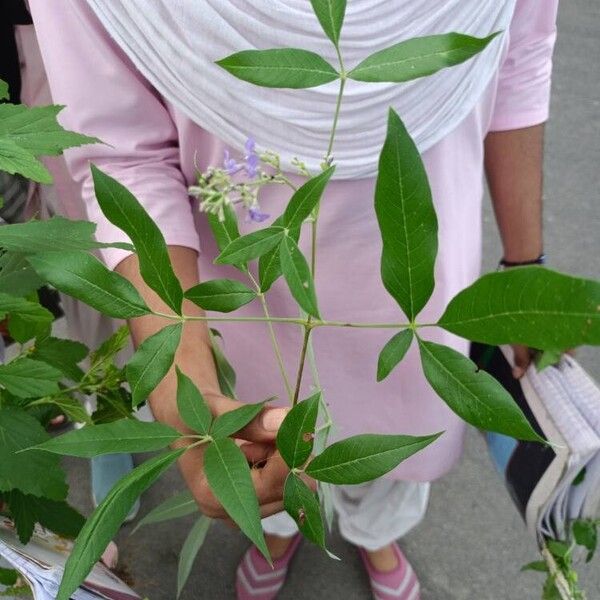 Vitex negundo Blomst