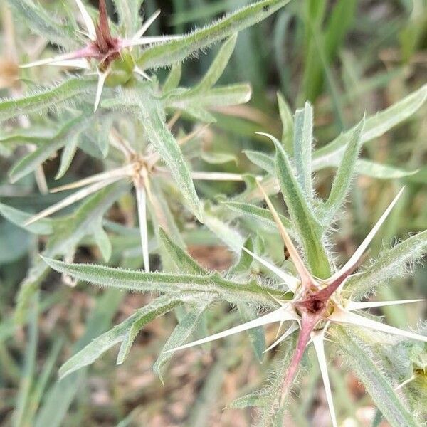 Centaurea calcitrapa ഇല