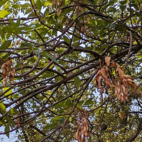 Fraxinus angustifolia 花