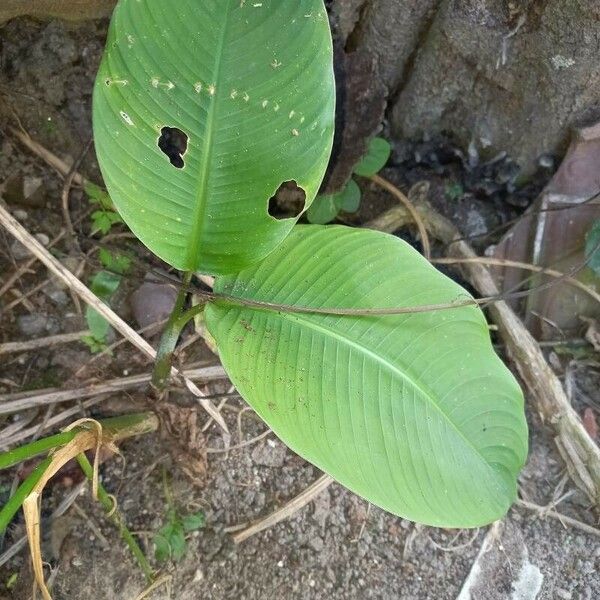 Heliconia stricta Folla