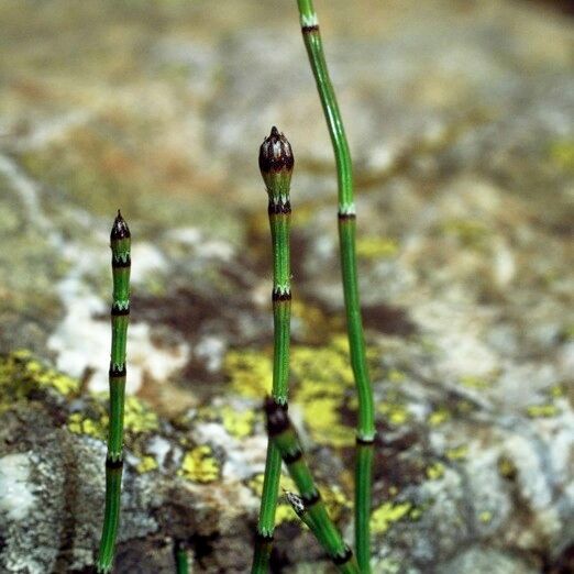 Equisetum variegatum Arall