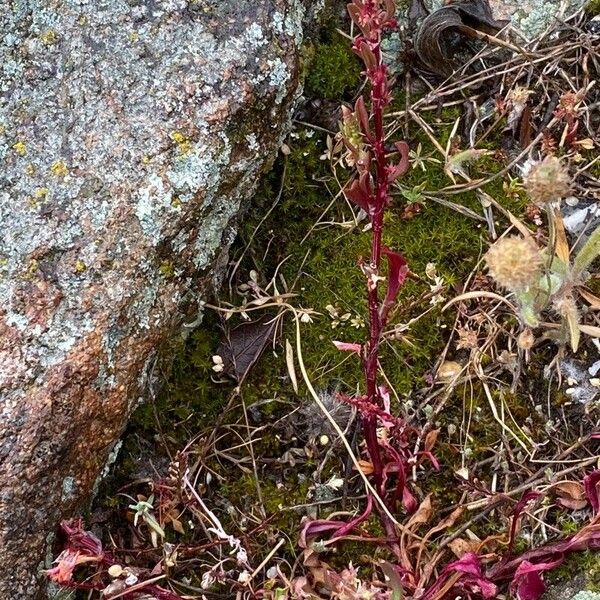 Rumex bucephalophorus Habitus